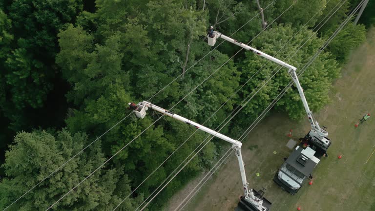 How Our Tree Care Process Works  in San Marino, CA